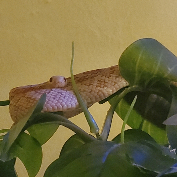 Meet your Posher, Birb - Picture 3 of 3